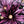 Pink Daisies Art Print