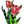 Tulips in the garden Art print
