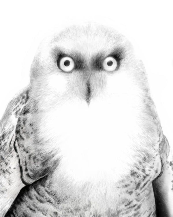 Snow Owl Art Print