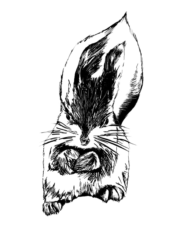 Squirrel Art Print