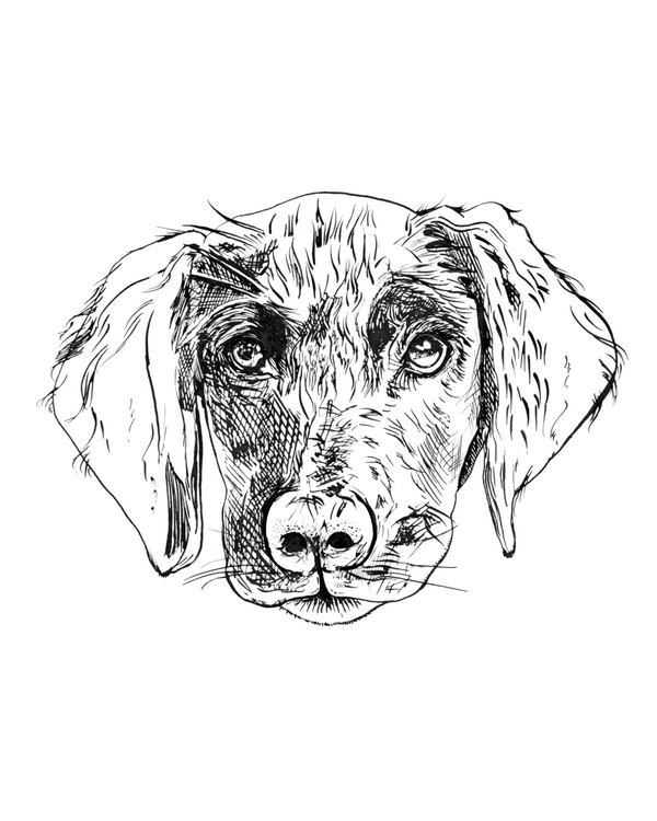 Goldador Art Print