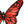 Orange Butterfly Art Print